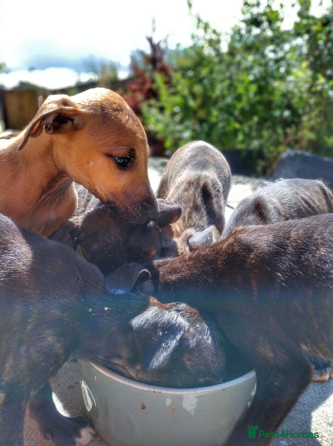 Mixed Breed dogs for sale: Lurcher puppies  - Image 6