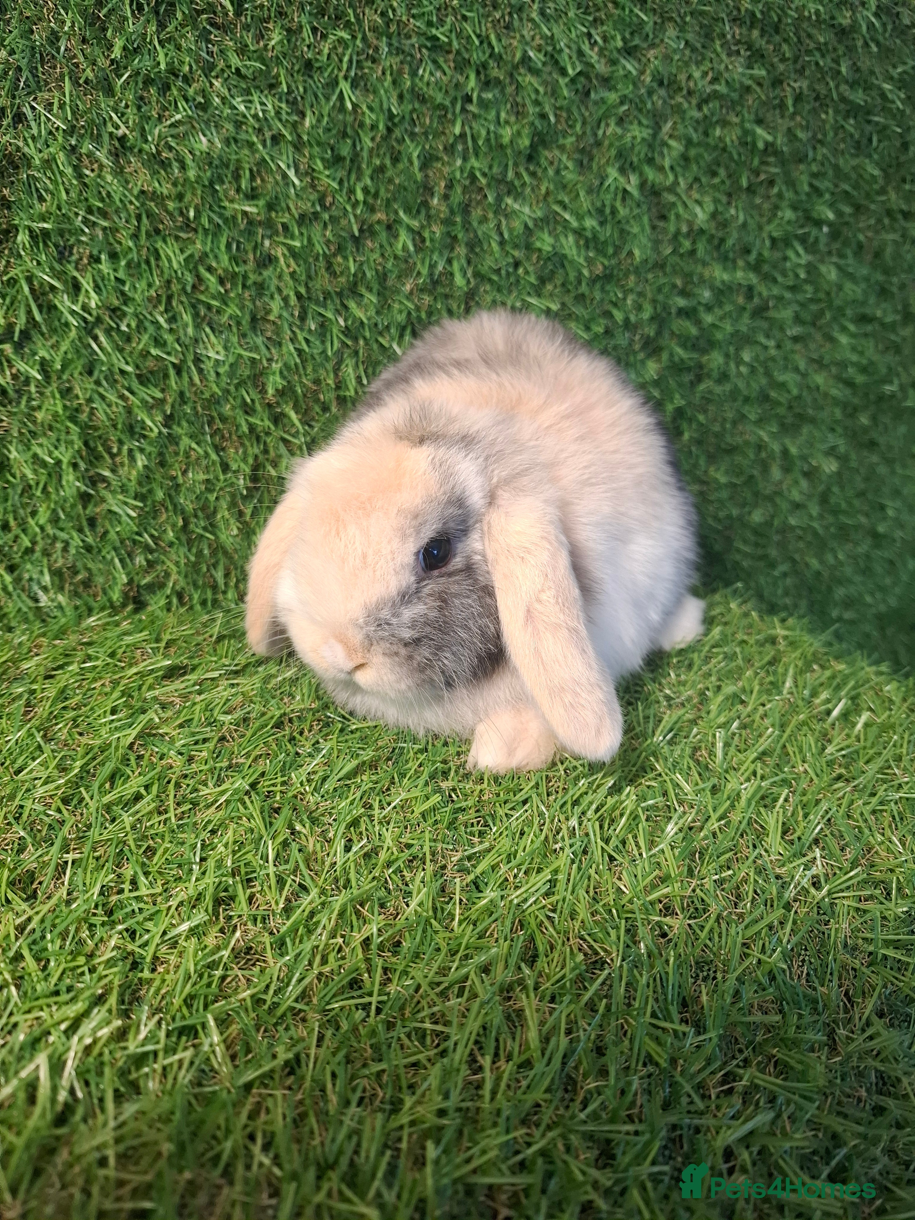 Mini Lop rabbits MINI LOPS - Advert 6