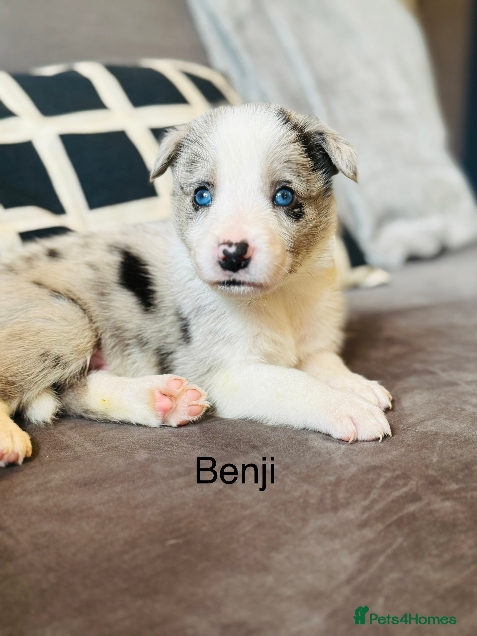 Border Collie dogs Pure Bred Border Collie Puppies For Sale - Advert 2