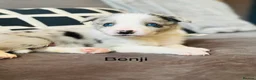 Border Collie dogs for sale: Pure Bred Border Collie Puppies For Sale - Advert 16