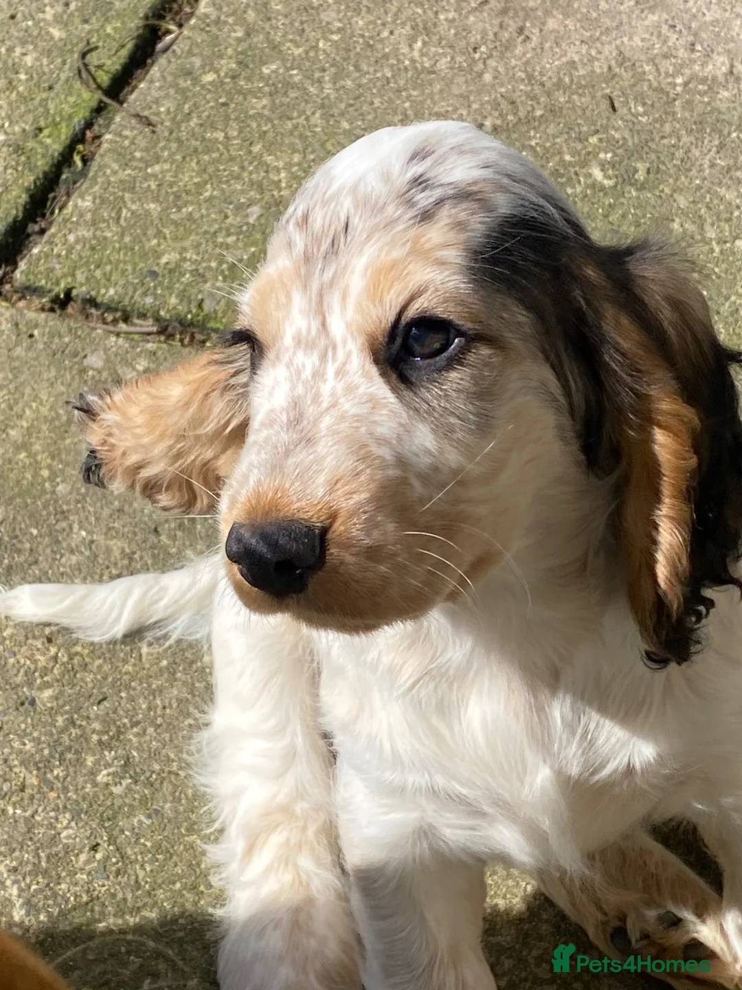 Cocker Spaniel dogs for sale: KC registered Show Cocker Spaniels  - Advert 2