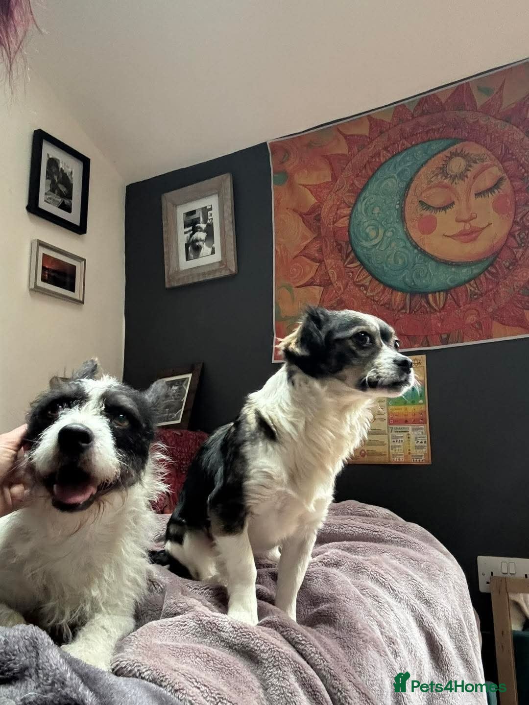 Mixed Breed dogs for adoption: ❤️ Meet Kara - Advert 3