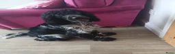 Cocker Spaniel dogs for sale: Baylee - Advert 3