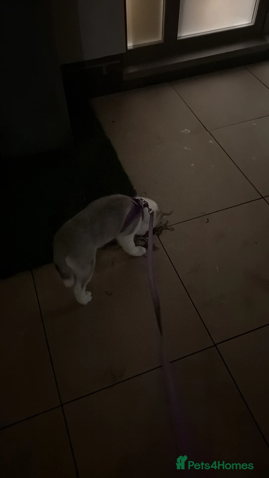 Siberian cats for sale: Blue eyes husky  - Advert 6