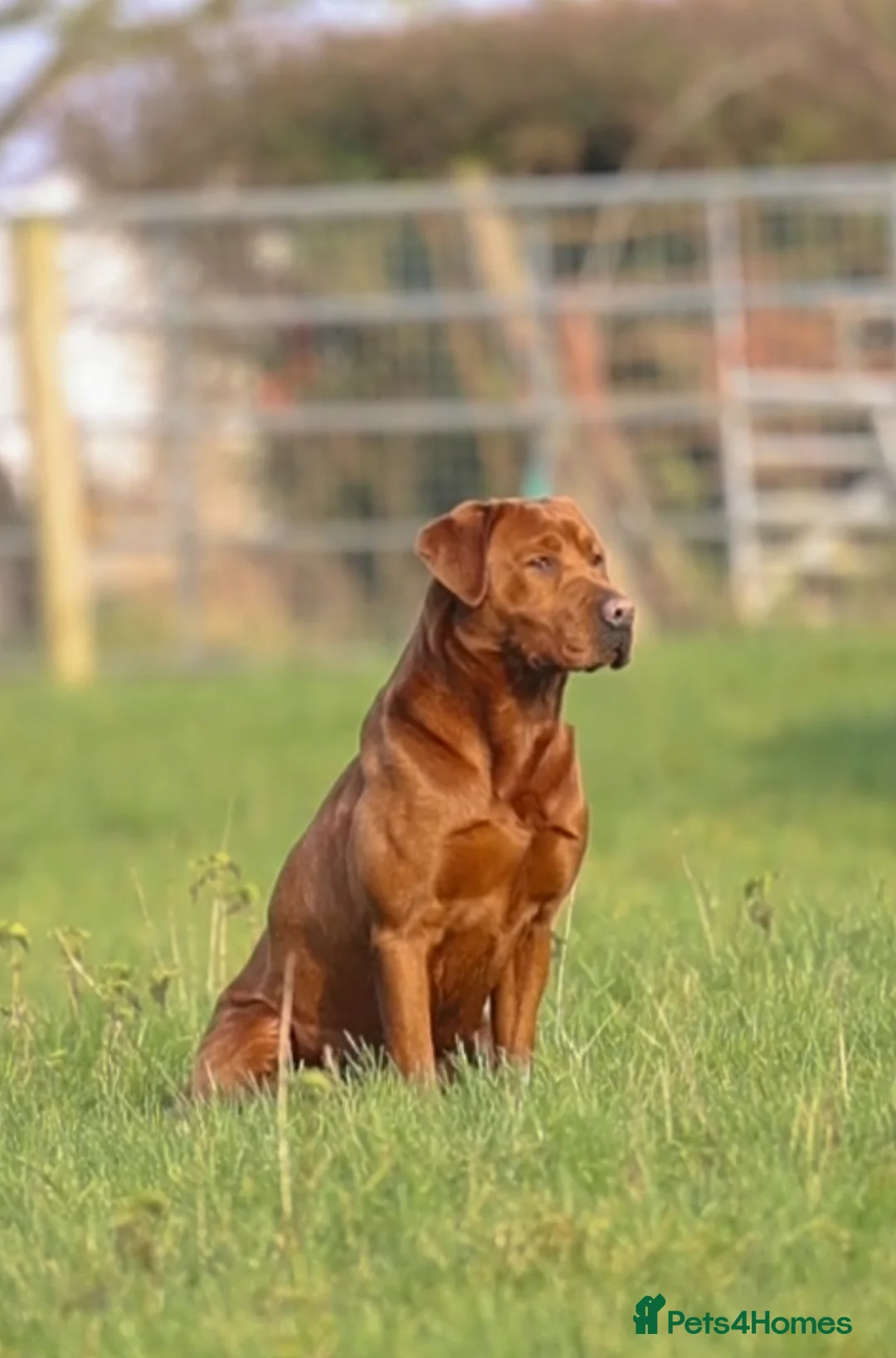 Labrador Retriever dogs for stud: AGLABS ICON - HEALTH TESTED DARKEST FOX RED in Grantham - Advert 3