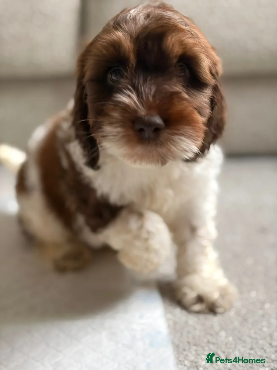 Cockapoo dogs for sale: Female 10 Week old cockapoo - Advert 1