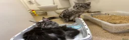 Maine Coon cats for sale: Blue Smoke Tabby Not Spayed  - Advert 7