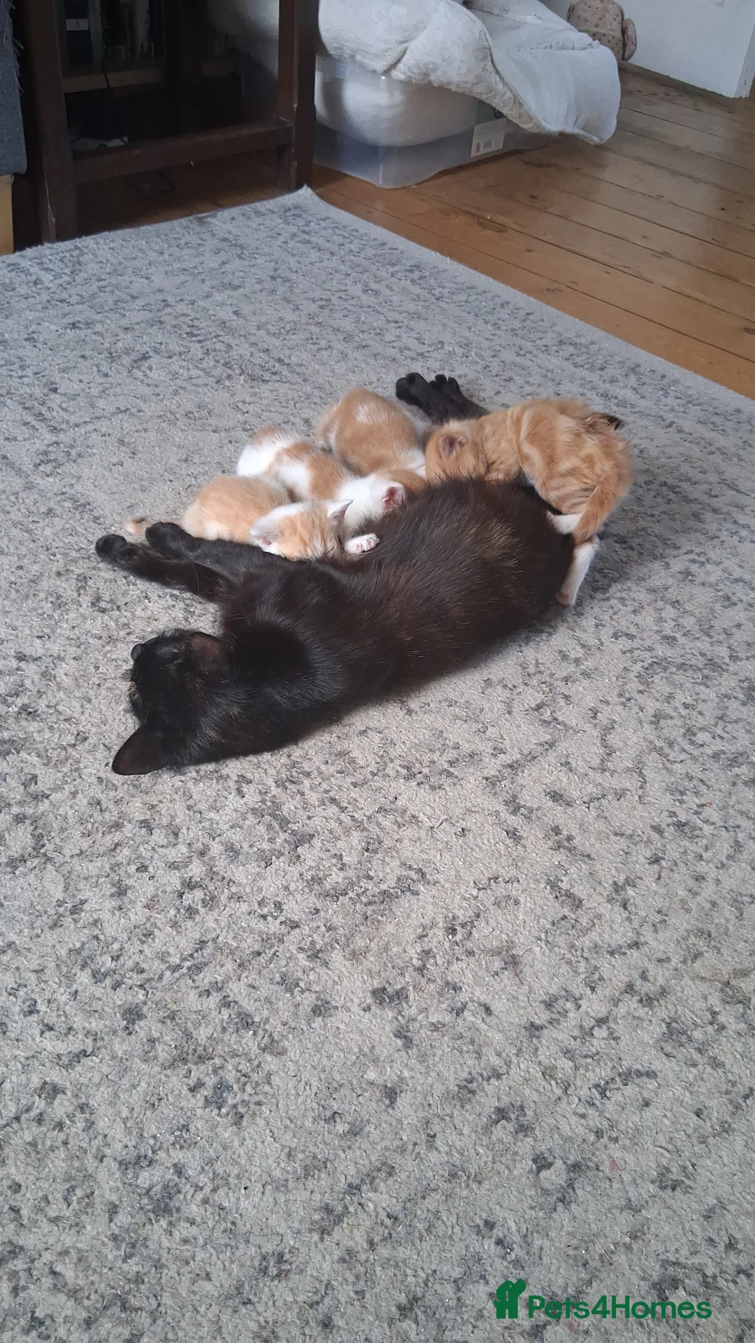 Mixed Breed cats for sale: 4 Ginger/white and 1 black and white kittens in Chatham - Advert 2