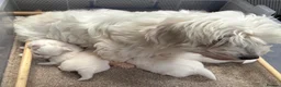Coton De Tulear dogs for sale: Coton de tulear for sale  - Advert 9