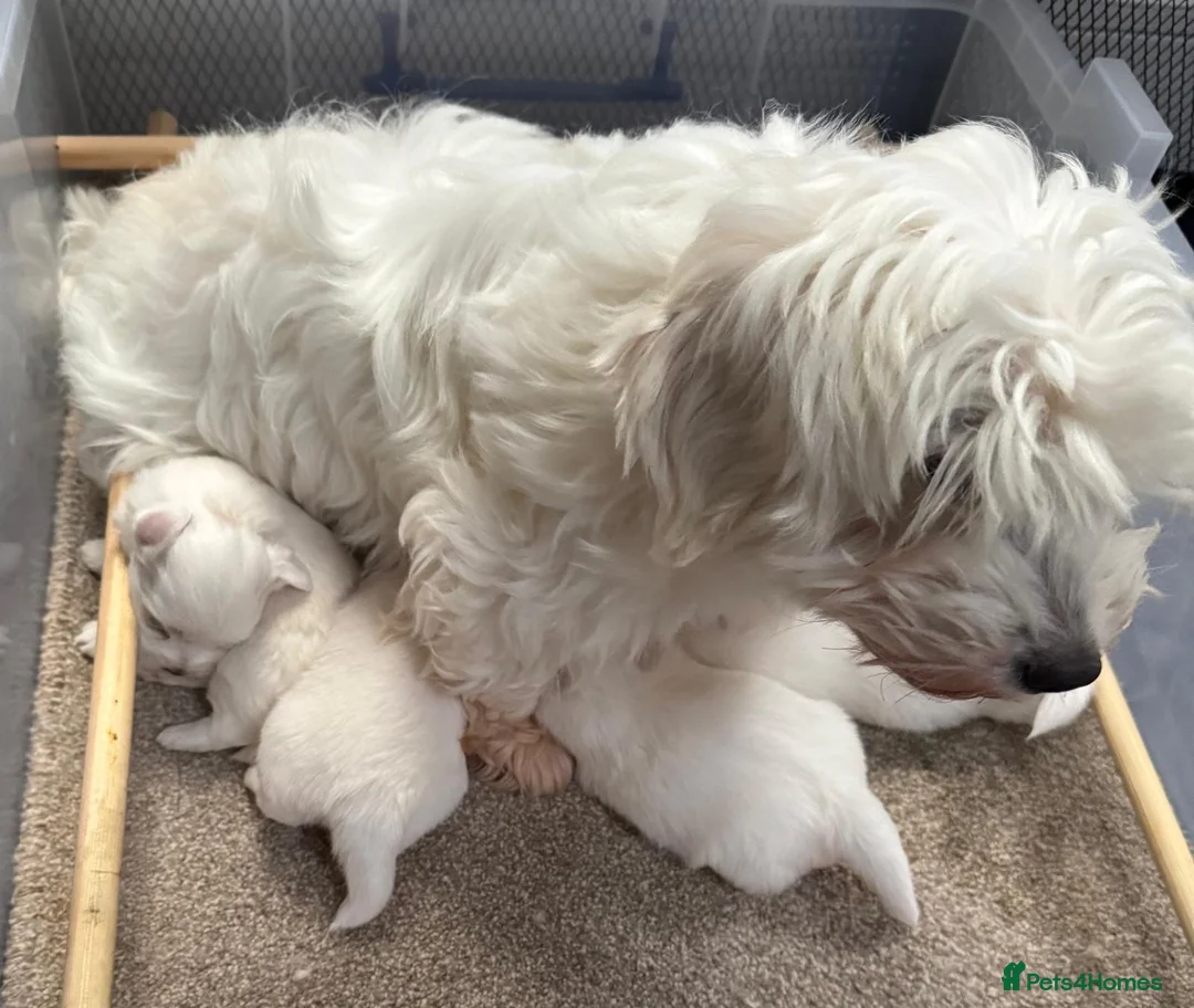 Coton De Tulear dogs for sale: Coton de tulear for sale  - Advert 9