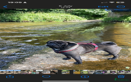 Pug dogs for sale: Platinum Adult Male Pug - Advert 4