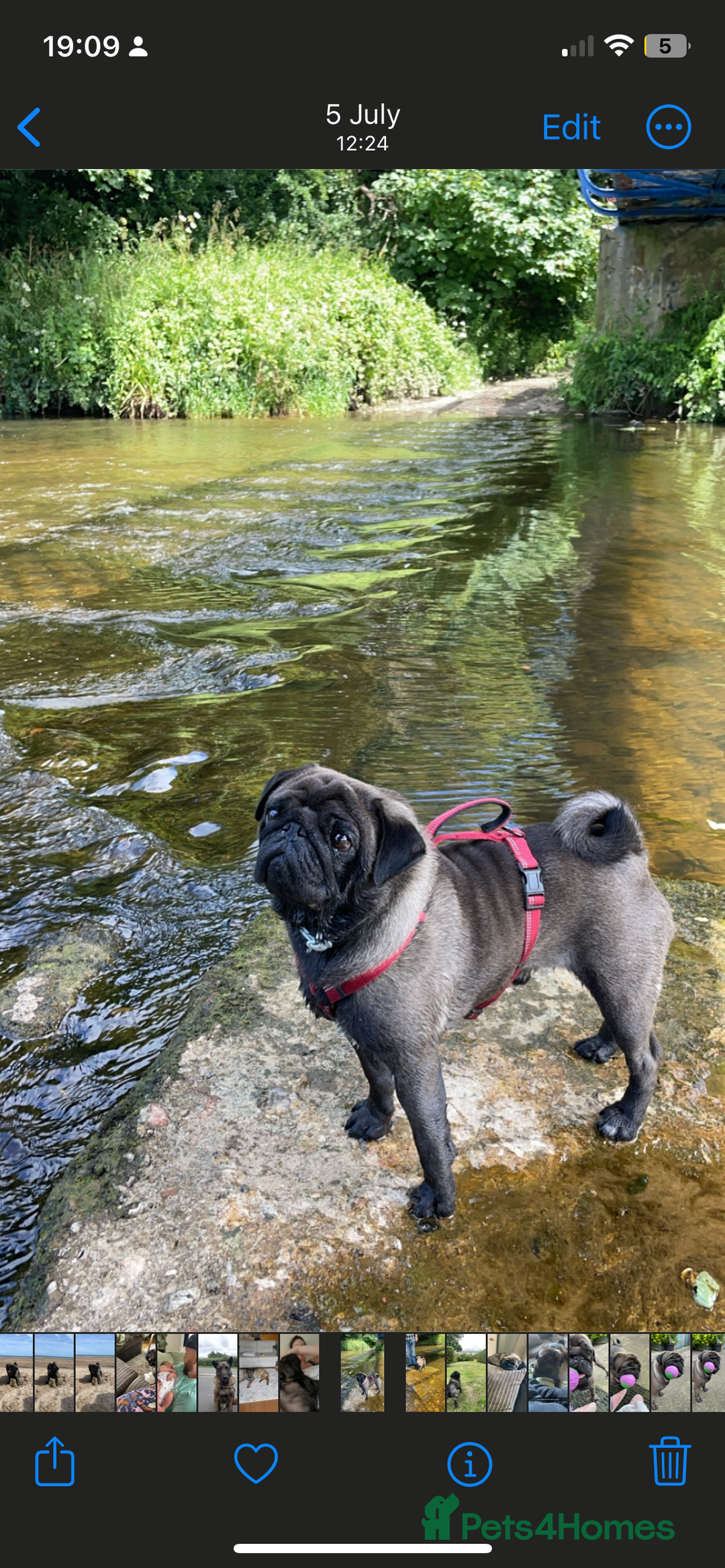 Pug dogs for sale: Platinum Adult Male Pug - Advert 4