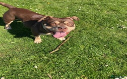 Mixed Breed dogs for sale: Staffordshire bull terrior x american pocket bully - Image 1