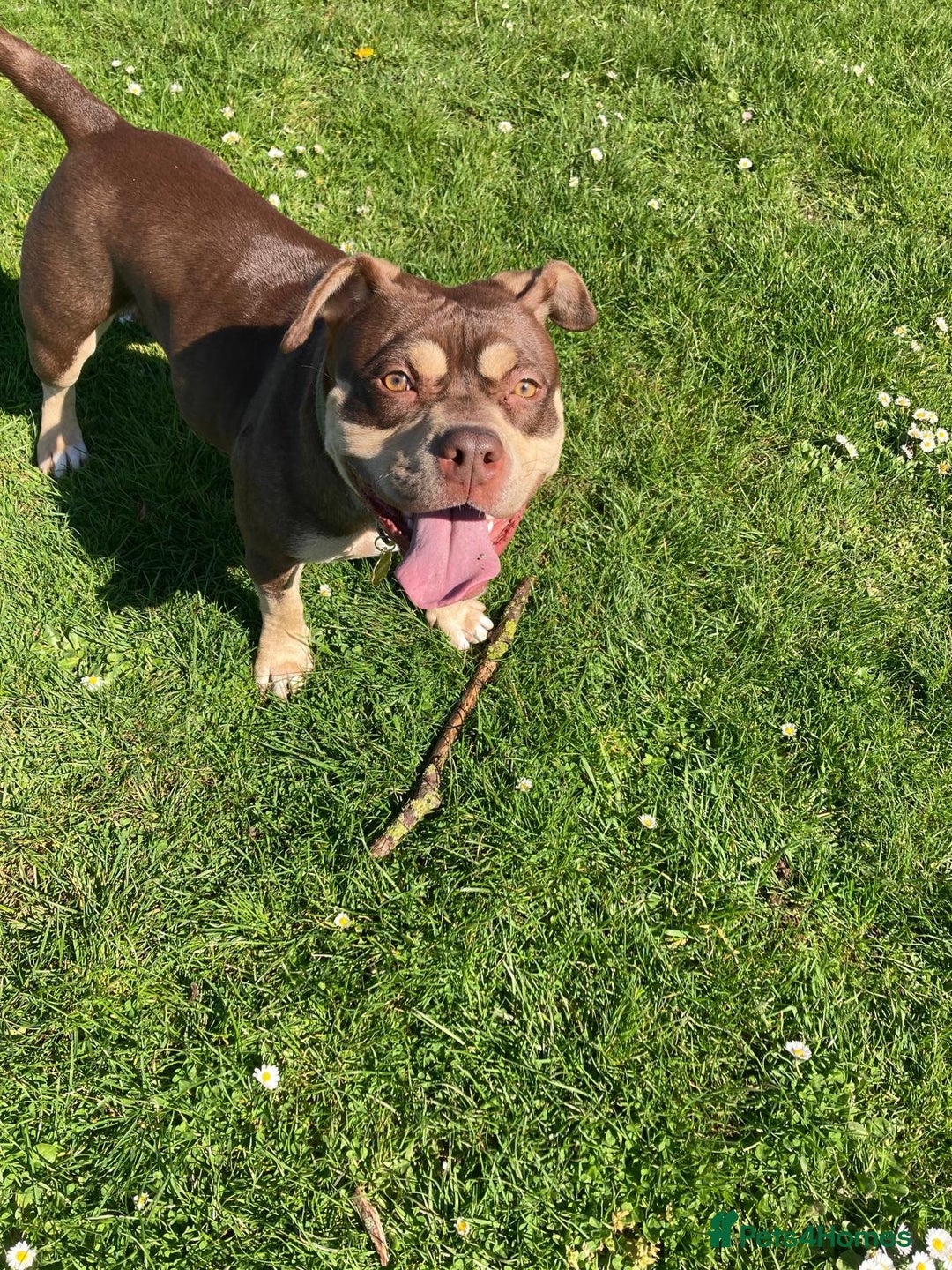 Mixed Breed dogs for sale: Staffordshire bull terrior x american pocket bully - Image 1