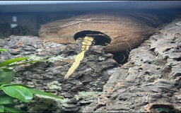 Gecko reptiles for sale: Crested Gecko & Full Established Bioactive Setup - Image 4