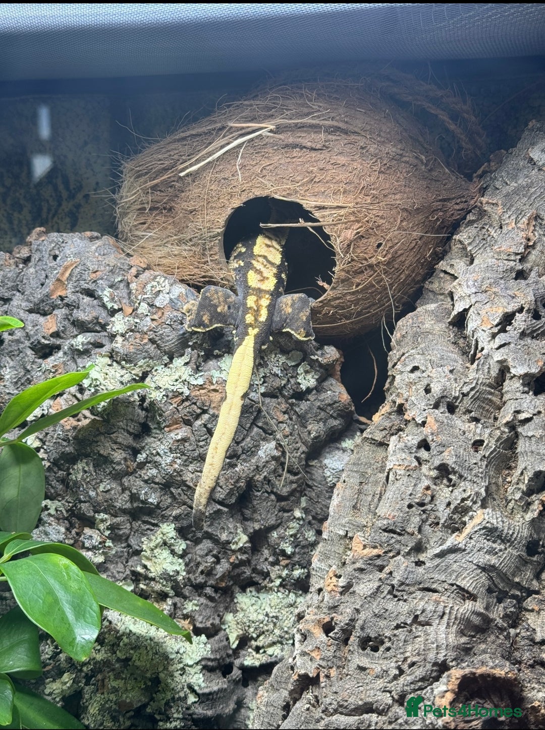 Gecko reptiles for sale: Crested Gecko & Full Established Bioactive Setup - Image 4