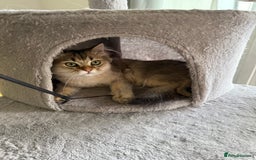 British Longhair cats for sale: British Longhair Kitten for sale  - Image 12