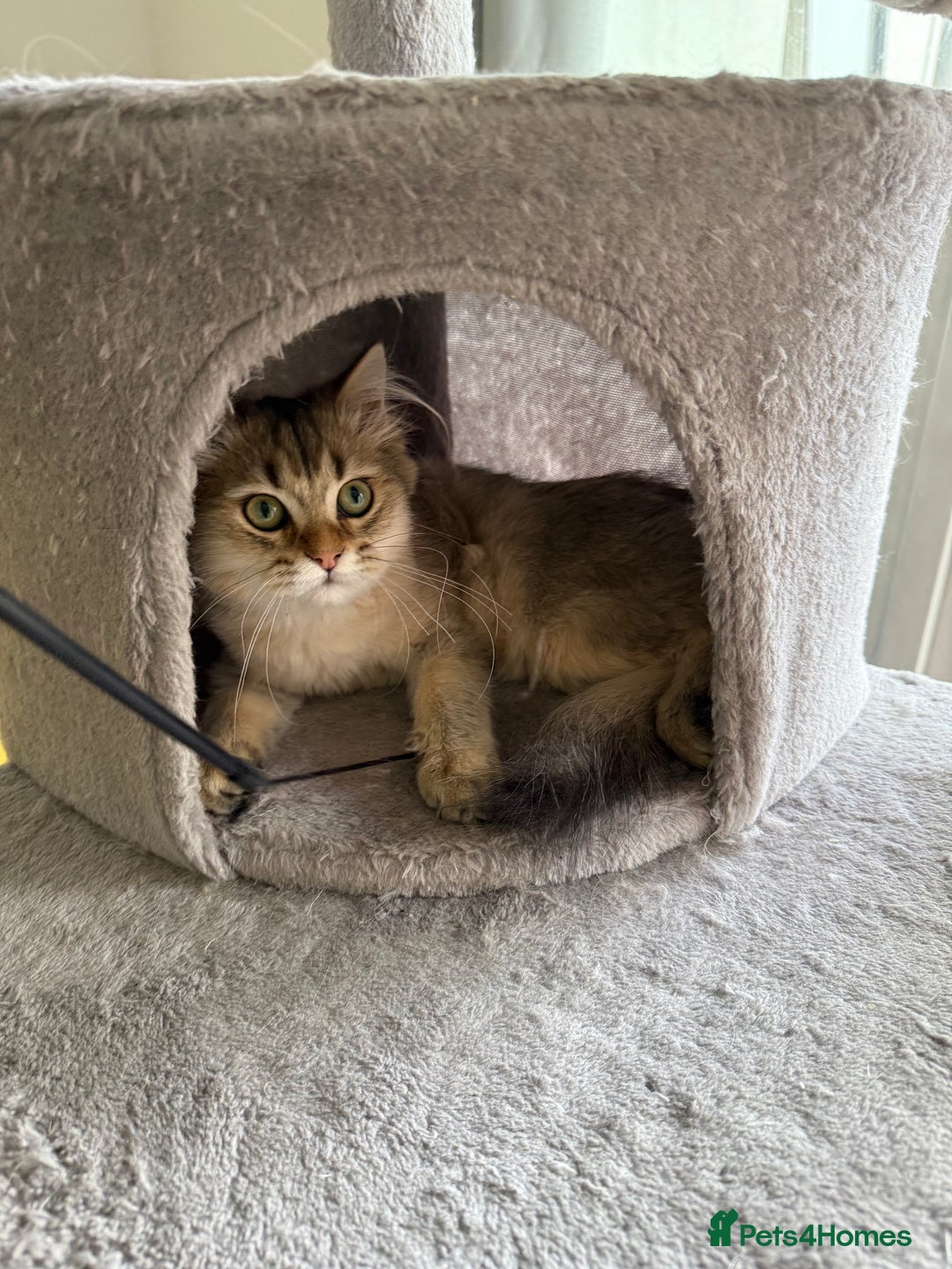 British Longhair cats for sale: British Longhair Kitten for sale  - Image 12