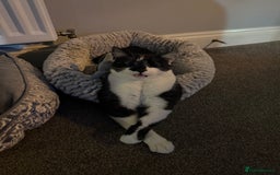 Siamese cats for sale: Bonded pair for rehoming  - Image 7