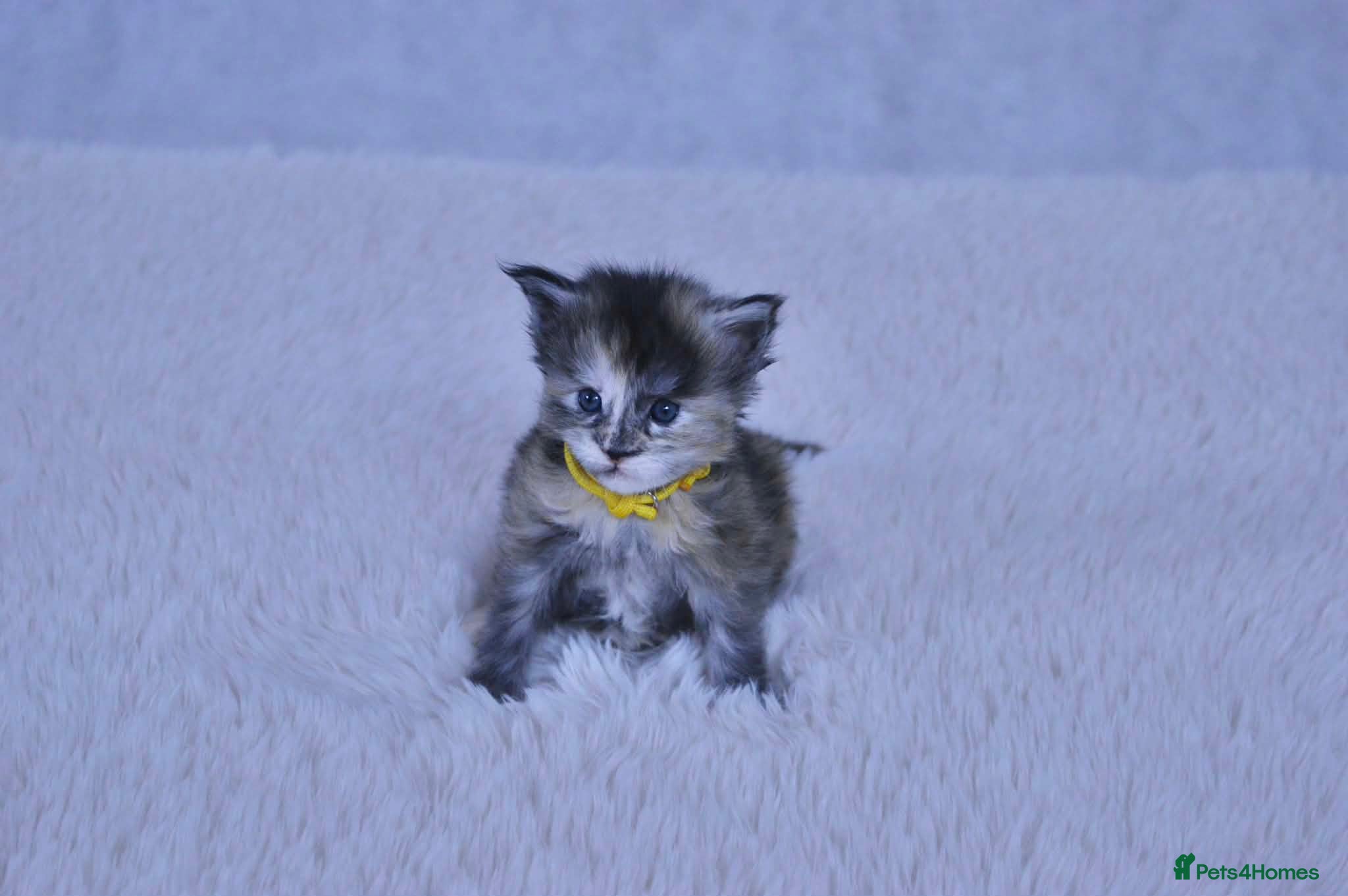 Maine Coon cats TICA Maine coon kittens - Advert 4