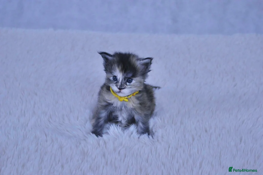 Maine Coon cats for sale: TICA Maine coon kittens - Advert 1