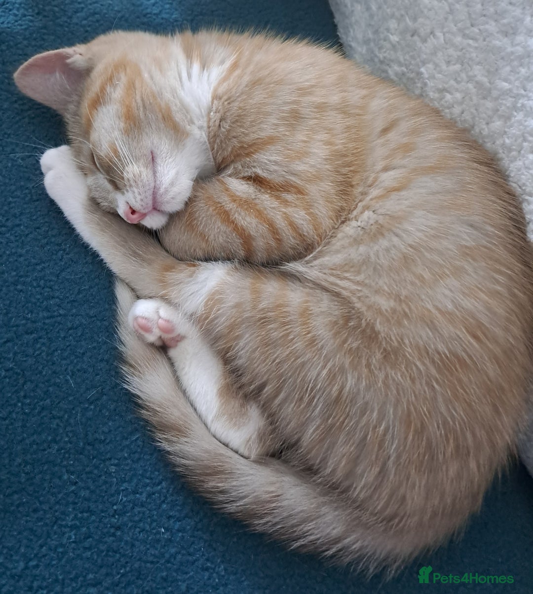 Mixed Breed cats for sale: 3 Stunning female kittens ready for their new home - Advert 10