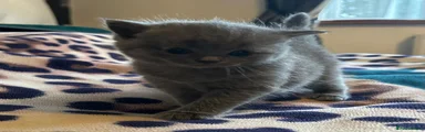British Shorthair 3