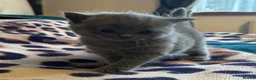 British Shorthair cats for sale: Champion blood line BSH kittens for sale - Advert 13