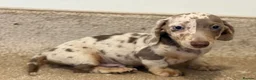 Miniature Dachshund dogs for sale: 💙Carry fluffy Isabella Mini Dachshund Puppies🐶❤️ - Advert 8
