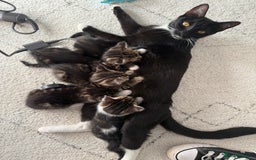 Mixed Breed cats for sale: 5 beautiful kittens for sale - Image 4