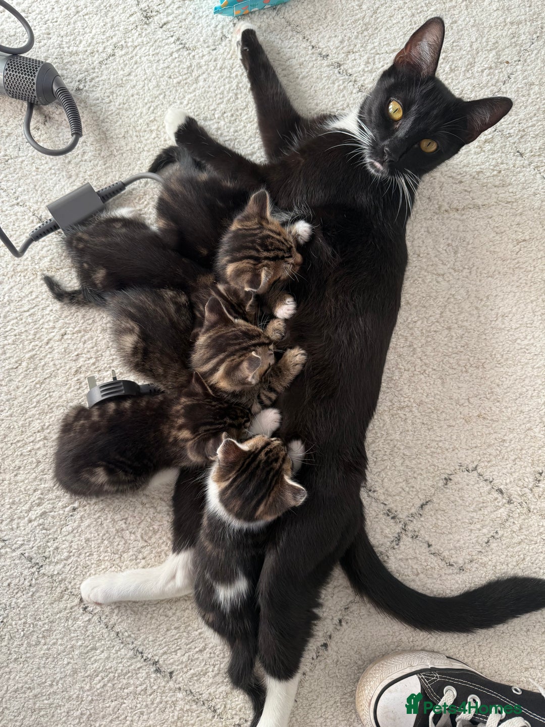 Mixed Breed cats for sale: 5 beautiful kittens for sale - Image 4