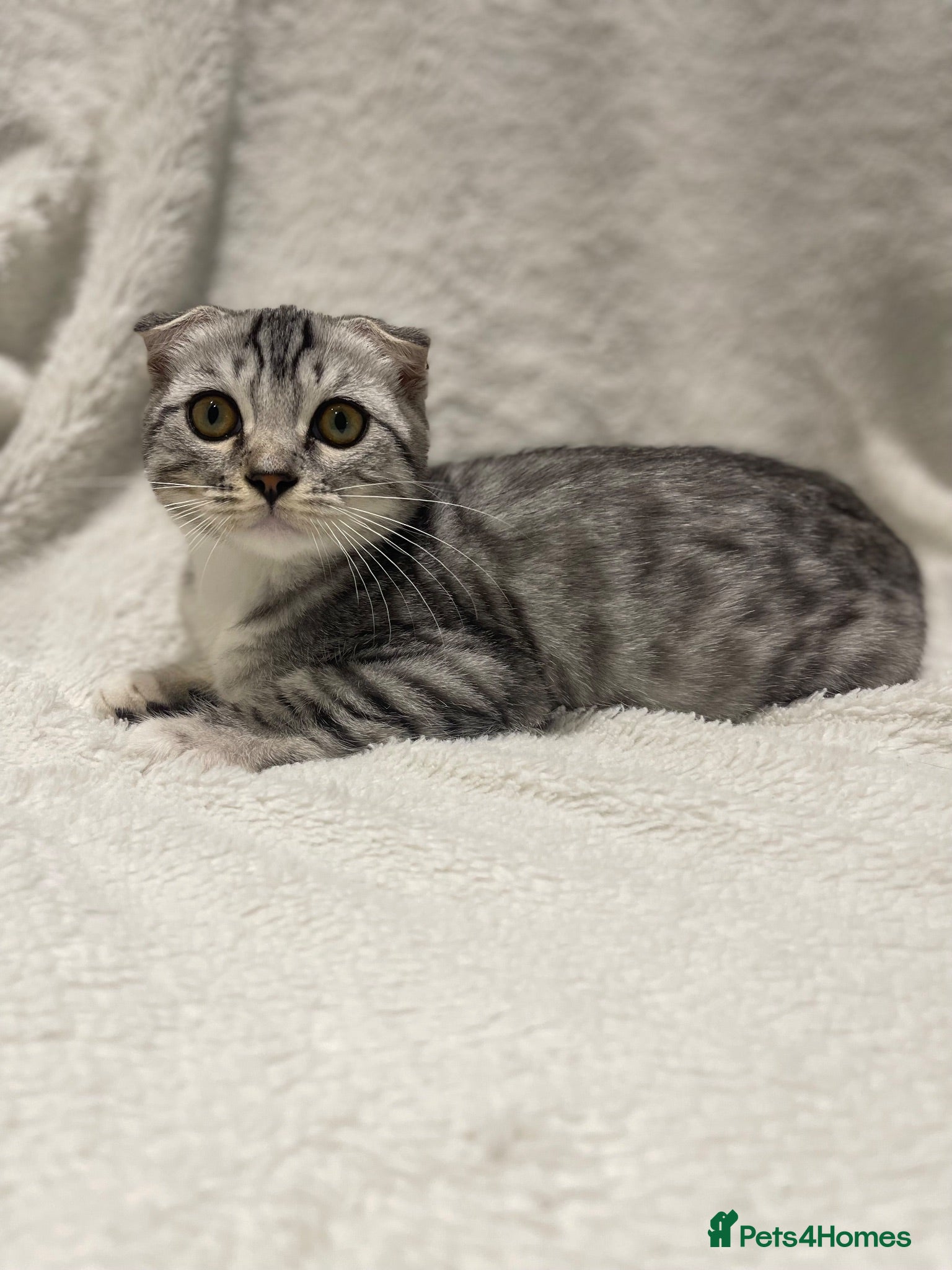 Scottish Fold cats Scottish fold girl - Advert 1