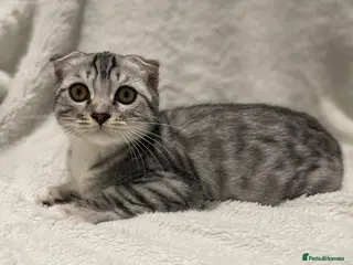 Scottish Fold cats Scottish fold girl - Advert 1