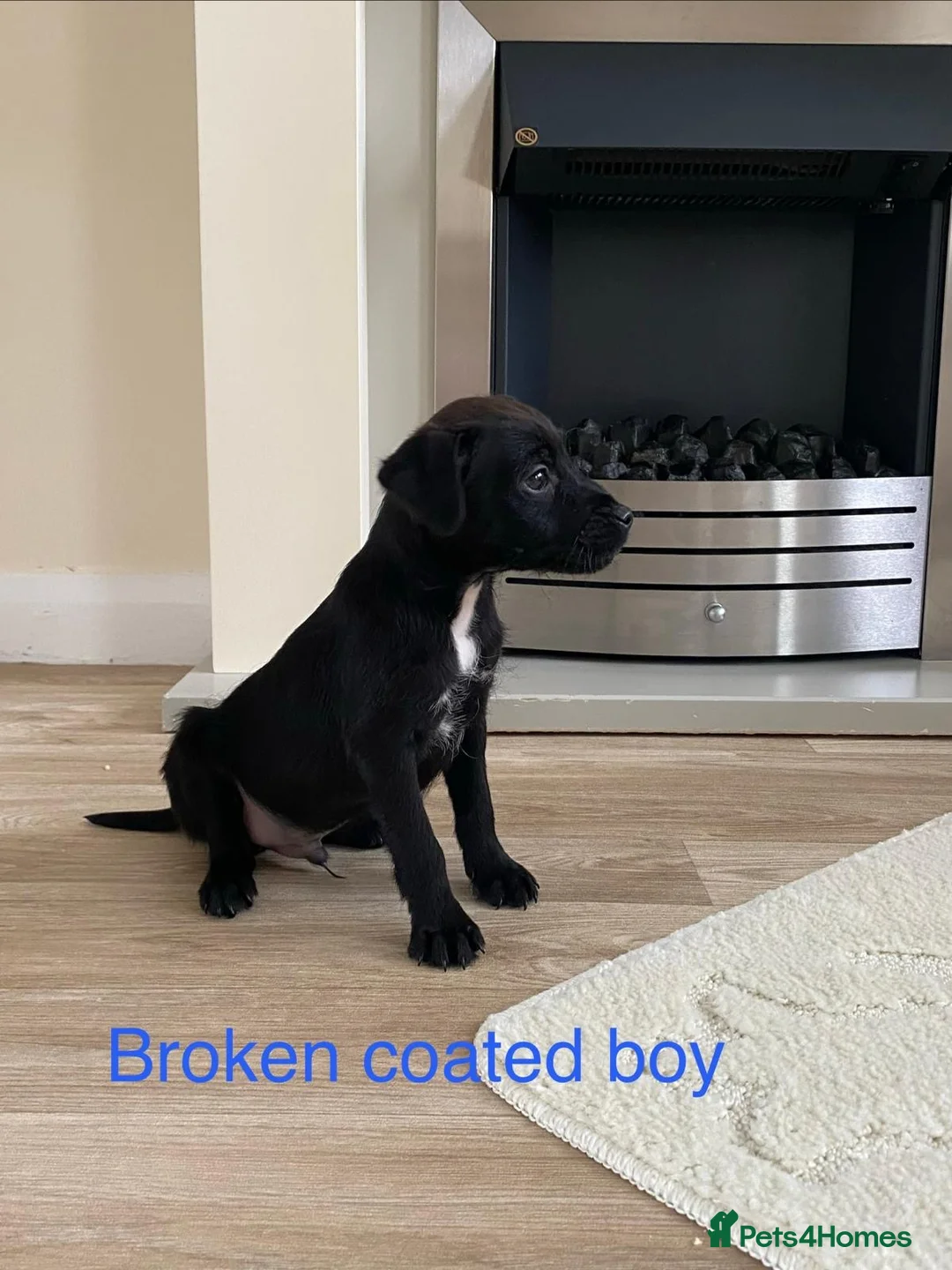 Patterdale Terrier dogs for sale: Beautiful Patterdale terriers  - Advert 16