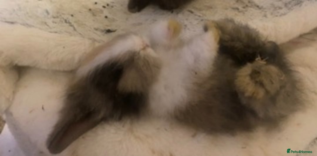 Lionhead rabbits for sale: ⭐️Beautiful lionhead bunnies⭐️ - Advert 17