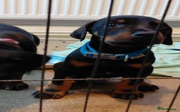 Dobermann dogs for sale: Doberman puppies looking for their forever home - Advert 4