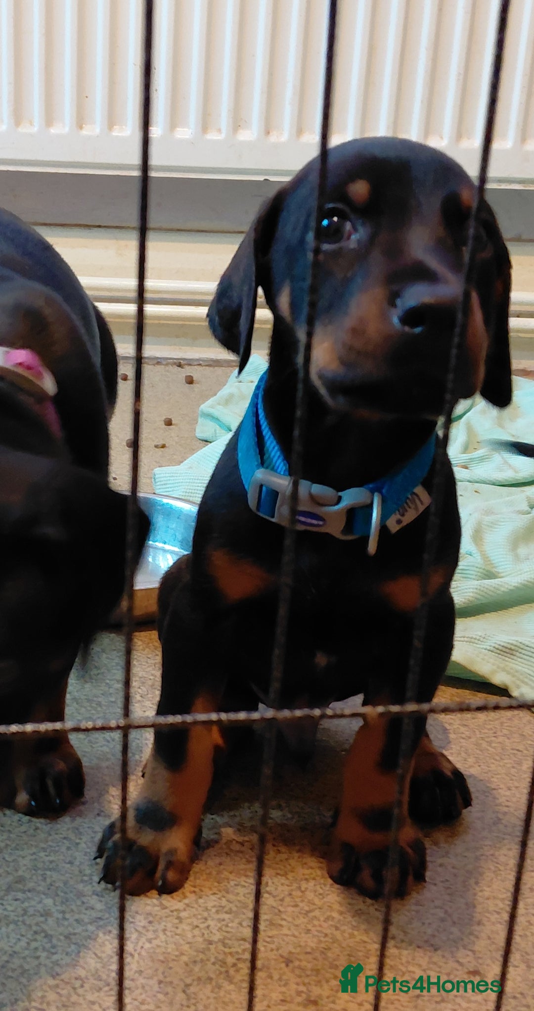 Dobermann dogs for sale: Doberman puppies looking for their forever home - Advert 4
