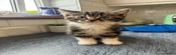 British Shorthair cats for sale: 5 beautiful kittens ready for new loving homes - Advert 8