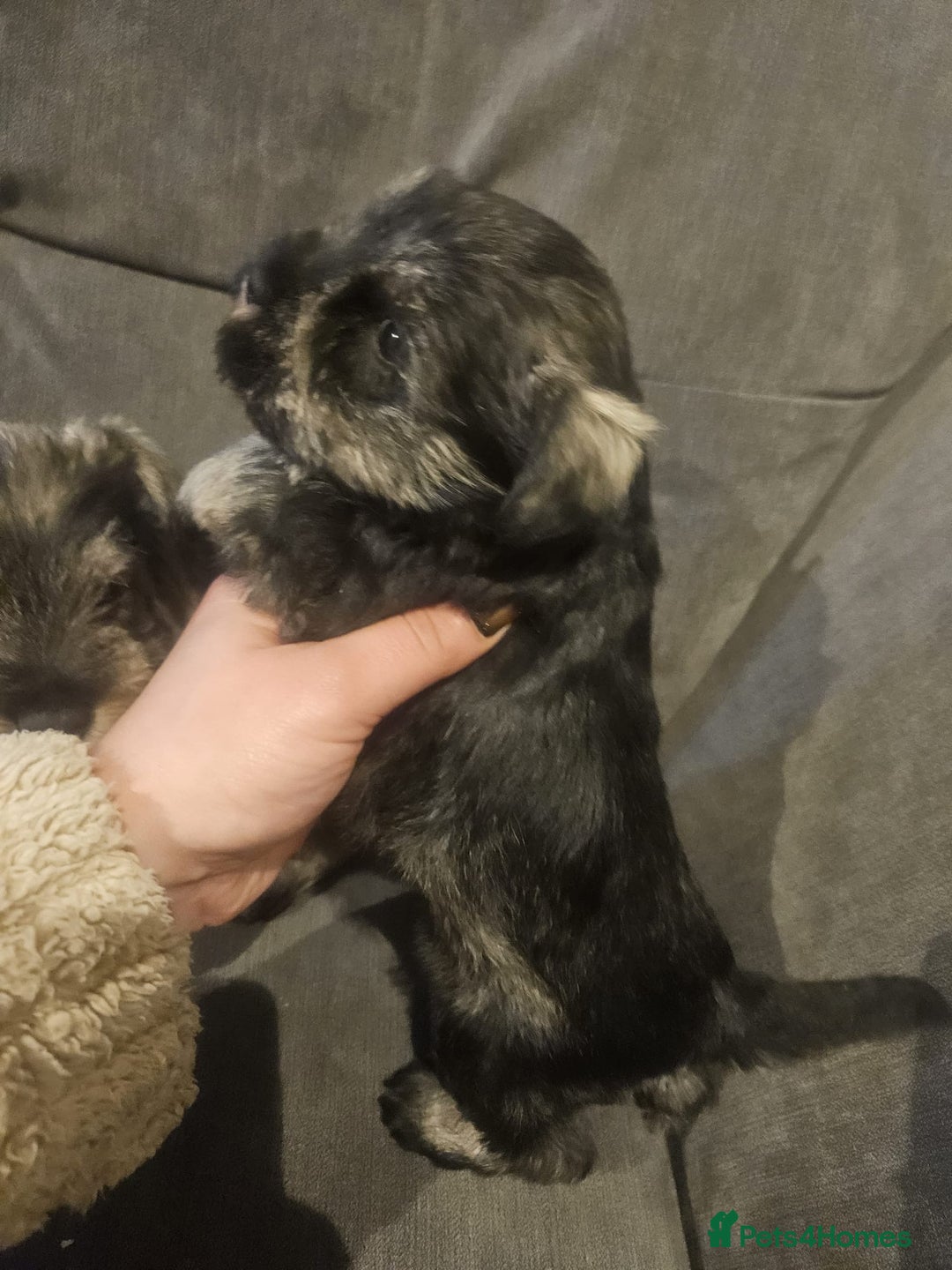 Miniature Schnauzer dogs for sale: Superb kc reg miniature schnauzer pups - Advert 4