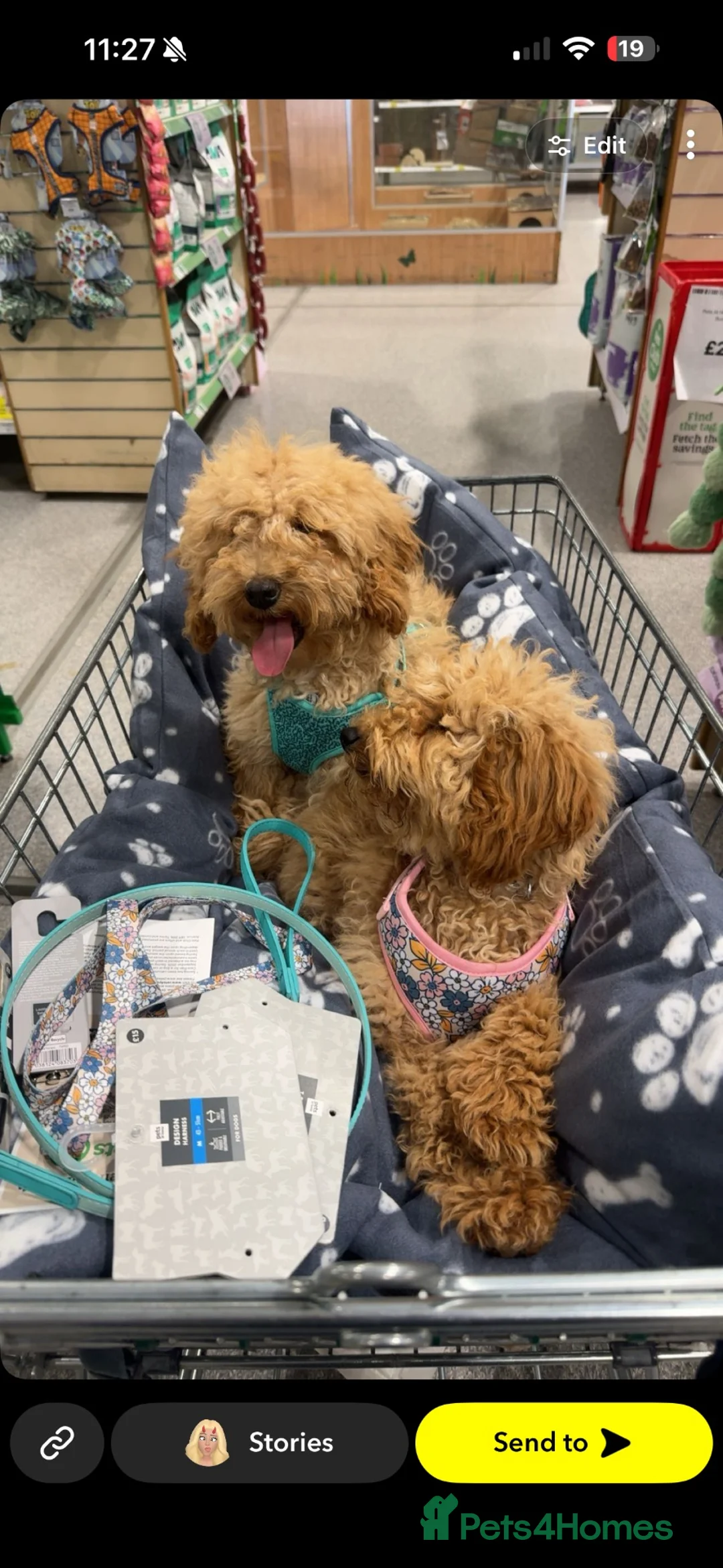 Miniature Poodle dogs for sale: 10 month old Golden Poodles in Hull - Advert 1