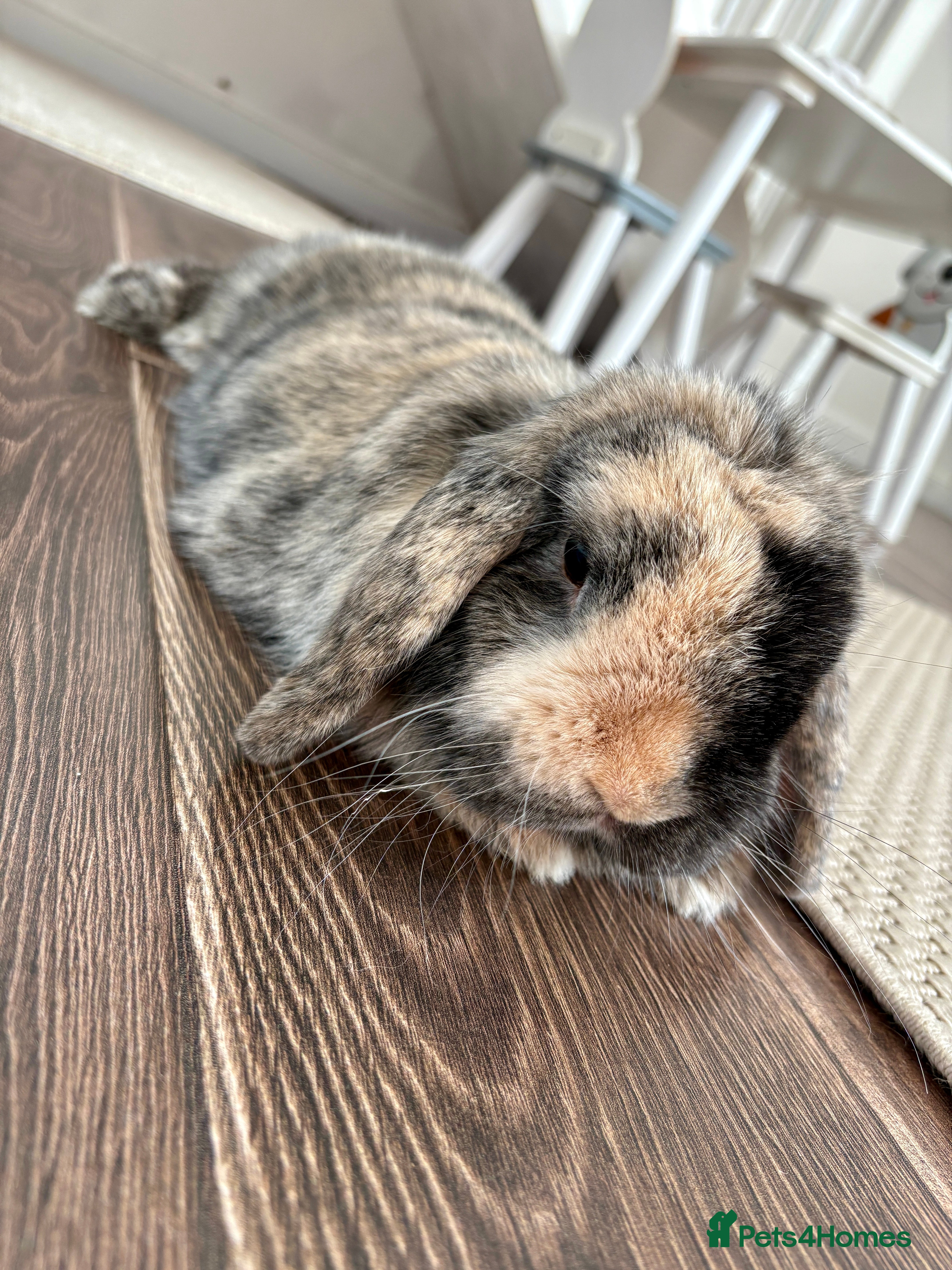 Mini Lop rabbits Mini lop for free  - Advert 1