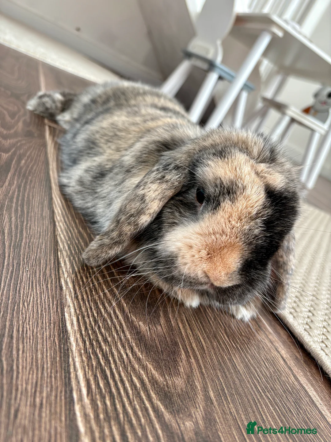 Mini Lop rabbits for sale: Mini lop for free  in Wellingborough - Advert 1