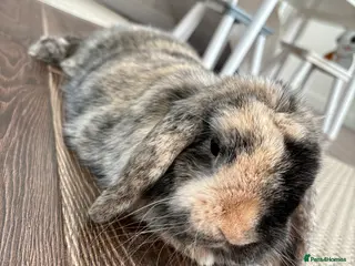 Mini Lop rabbits Mini lop for free - Advert 1