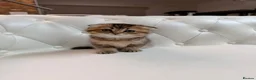 Scottish Fold cats for sale: Golden Scottish Fold Kittens – 2 Boys & 2 Girls - Advert 5