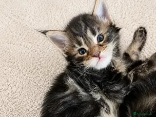 Maine Coon cats Stunning Lion Face Maine Coon Kitten XL - Advert 14