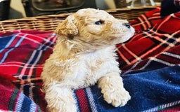 Cockapoo dogs for sale: Toy Cockapoo Boys  - Image 2