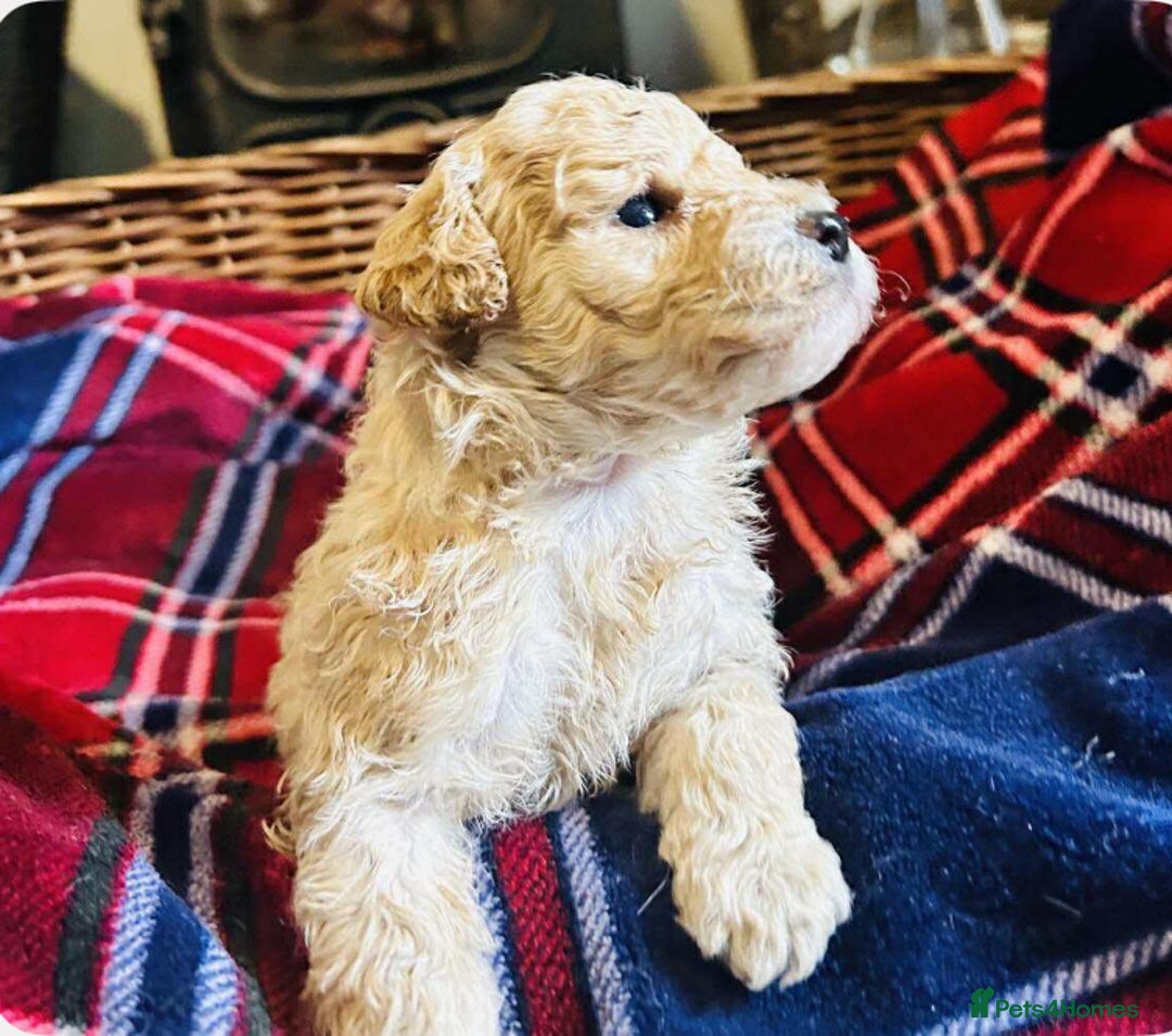 Cockapoo dogs for sale: Toy Cockapoo Boys  - Image 2