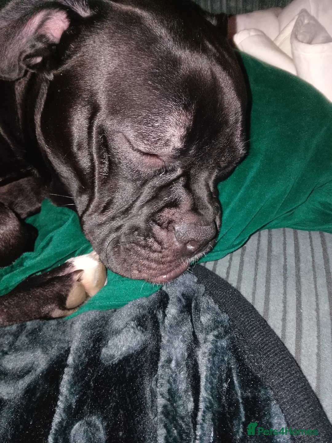 American Bull Staffy dogs for sale: 7 month old pup. - Advert 4