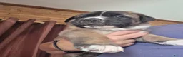 Mixed Breed dogs for sale: 4 beautiful saint burnard x akita puppies  - Advert 4