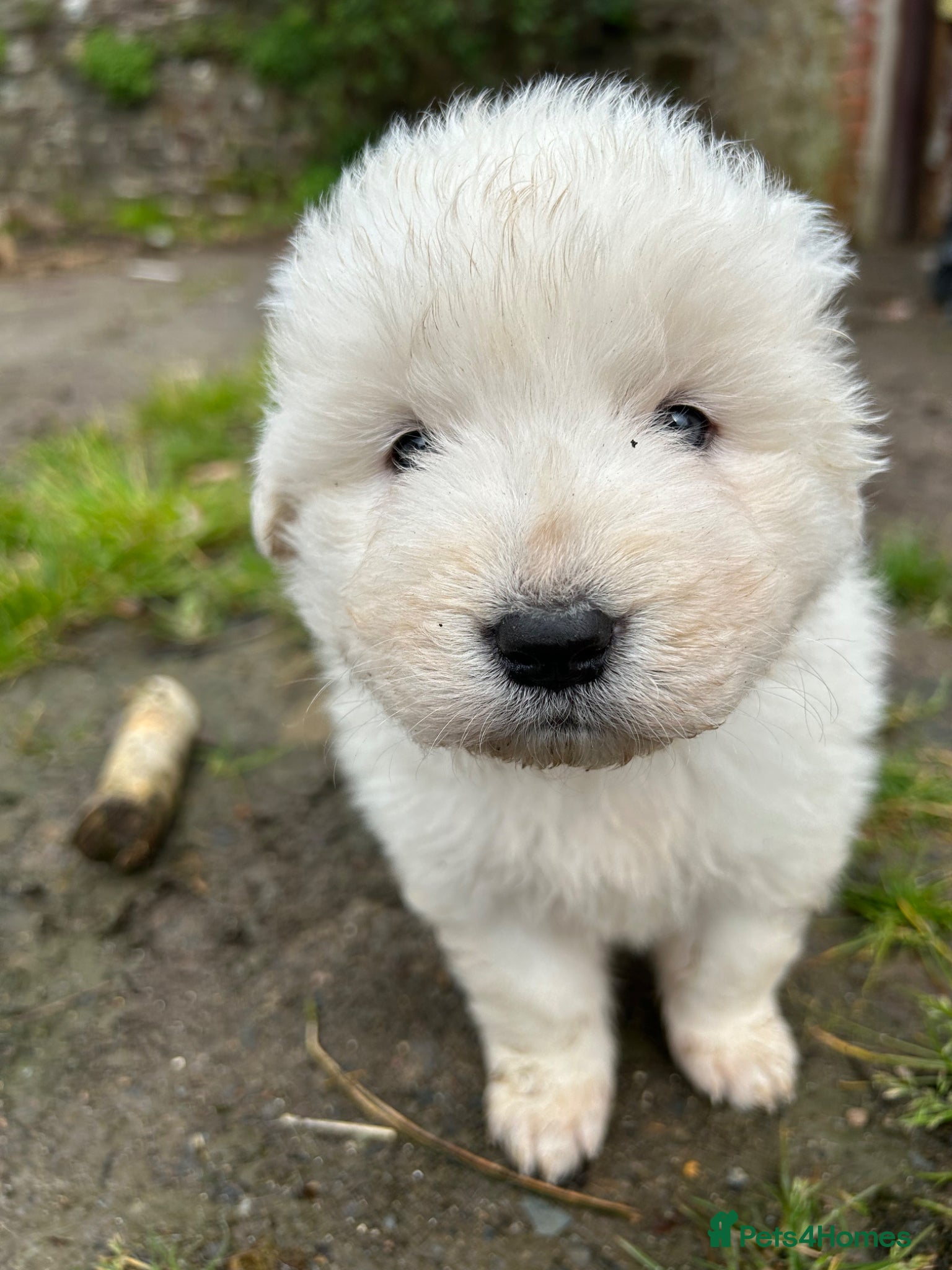 Maremma Sheepdog dogs  maremma sheepdog puppies - Advert 1